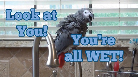 Parrot tells owner to take a shower, makes hilarious comment