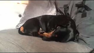 Dog squeaks as he sleeps
