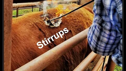 Stirrup Preferences (In the Chute - Round 147)