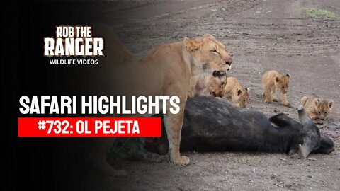 Safari Highlights #732: 11 October 2022 | Ol Pejeta/Zebra Plains | Latest Wildlife Sightings