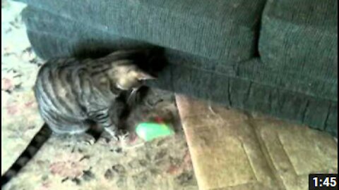 Catnip Mouse Torture Test