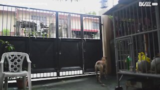 Cachorro aprende a escalar portão de casa para brincar na rua