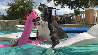 Great Dane has Fun with Pool Noodle Toy