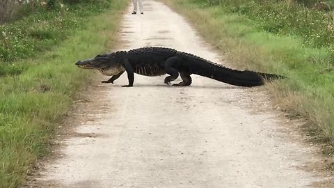 Gigantic alligator strolls across walking trail
