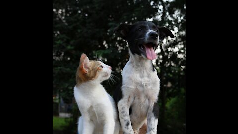Dogs and cats living together - funny hysterical