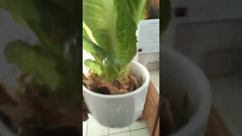 UPDATE: Growing Romaine Lettuce From Store Bought Lettuce!