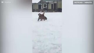 Este cão quer ser uma bola de neve!