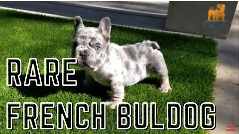 Rare Merle French Bulldog