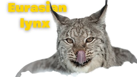 Eurasian Lynx | Wildcat | Animals | The Hunter classic | No Copyright Video | Stock Footage