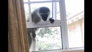 Macaco invade descaradamente quarto de jovem