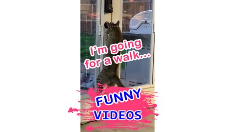 Cat opens the door alone to go catwalk - Funny Video