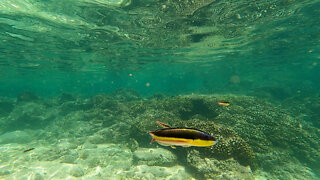 Majestic Underwater Tropical Fish Footage