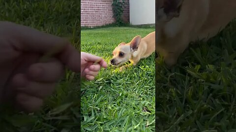 Playful Pup! ##chihuahuababy #chihuahuapuppy #chihuahua #chihuahuafanatics #playfulpuppy #playfuldog