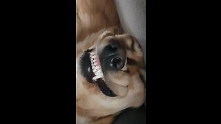 Golden Retriever smiles while sleeping upside down