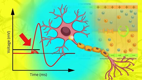 The Action Potential in All Its Glory - A Review/Summary