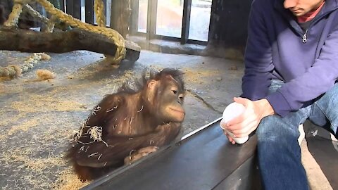 Orangutan Laughs Hysterically At Zoo Magic Trick
