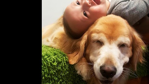 Smiling Golden Retriever entertains laughing baby