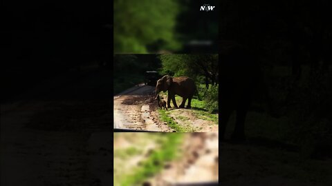 Cute Baby Elephant crossing the street | Baby ELephant Video | Nature and Wildlife