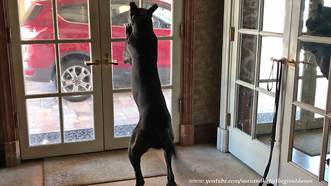 Great Dane Can't Wait to Play With GSP Pointer Dog Friend