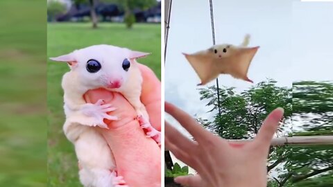 A Flying Squirrel Flies up and lands on Your hand 😊😍 || A day in the life of my flying squirrel