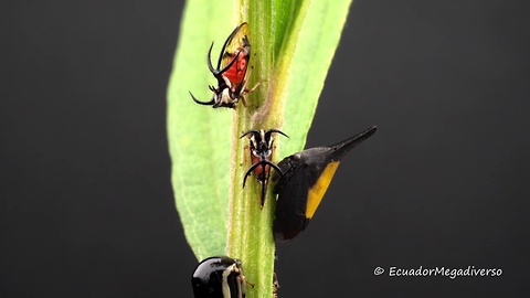 Rainforest treehoppers gather together for feeding