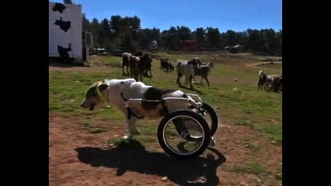 Paralyzed Dog Learns To Walk