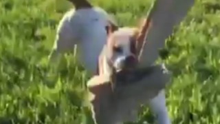 A Dog Steals A Little Boy's Pants