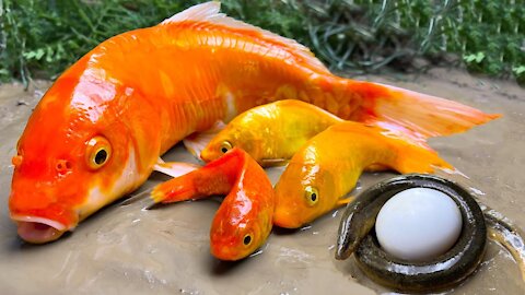 .Meat Eels, Catfish, Gold fish - Stopmotion Fish ASMR Primitive Underground eggs movement! Cuckoo