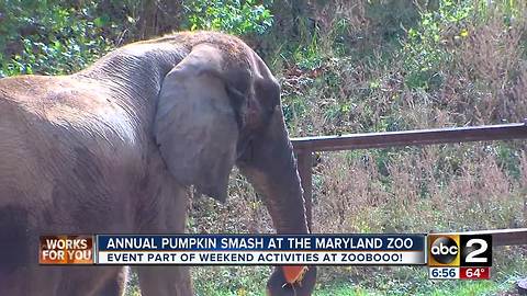 Maryland Zoo's Annual Pumpkin Smash