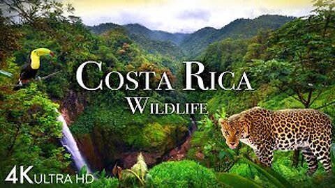 Costa Rica Wildlife 4K - Animals That Call The forest of Costa Rica Home
