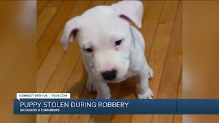 Milwaukee police need your help finding 4 suspects who stole woman's 2-month-old puppy