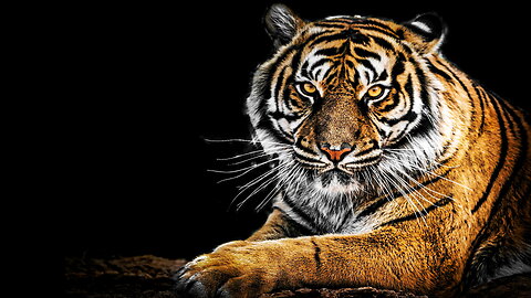 [4K] 😱 "The World's Most Dangerous Tiger" 😍 #lapcat #shorts #animals