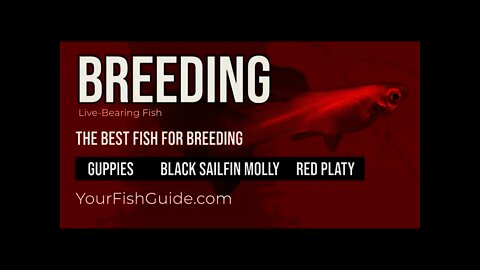 Here Are The Best Fish For Breeding | Guppies, Red Platy and MORE | YourFishGuide.com