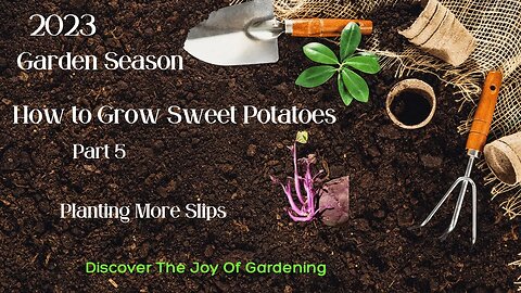 How to grow sweet potatoes starting new slips