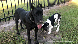 Funny Double Digging Great Danes