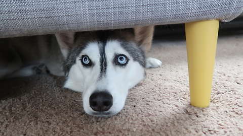 Nora The Husky Goes Absolutely Insane For Ice Cubes