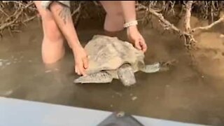 Family rescues turtle in Australia