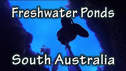 Freediving Freshwater Ponds, South Australia