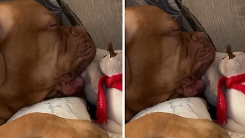 Big Doggy Must Soothe On Stuffed Animal For Nap Time