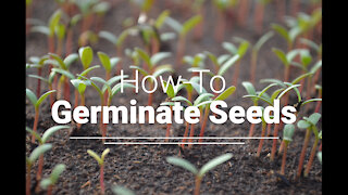 How to Germinate Seeds for Gardening
