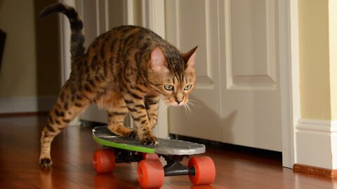 Cute Cat Ride On a SkateBoard