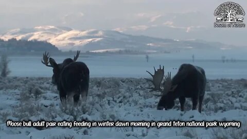 Moose bull adult pair eating feeding in winter dawn morning in grand teton national park wyoming