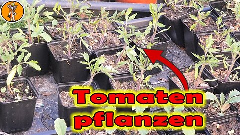 Tomaten im Gewächshaus anbauen, Sturmschäden, Hochbeete bepflanzen, Kartoffeln setzen