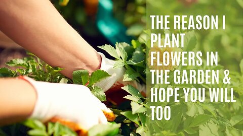 The Reason I Plant Flowers in the Garden | I Hope You Will Too