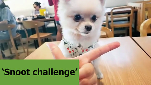 Pomeranian loves to perform the 'snoot challenge'