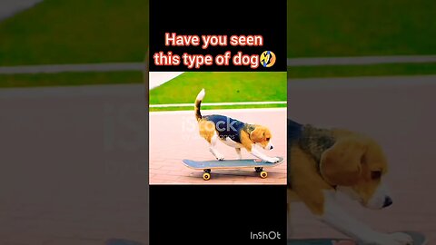😱🔥😎 Skater dog 🤣 subscribe | ua58sb #animals #dog #funnyanimals