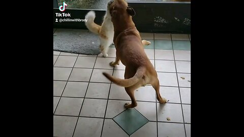 cat & dog fight it out