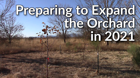 Preparing to Expand the Orchard in 2021