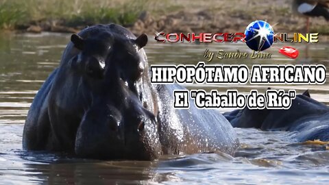 Hipopótamo africano, El "Caballo de Río"| AUDIO EN ESPAÑOL | ÁUDIO EM ESPANHOL | 2021