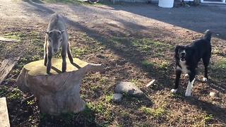 Baby goat tries her best to impress Border Collie